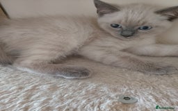 Ragdoll cats for sale: Ragdoll and BSH rare colour kittens (5 left) - Image 15