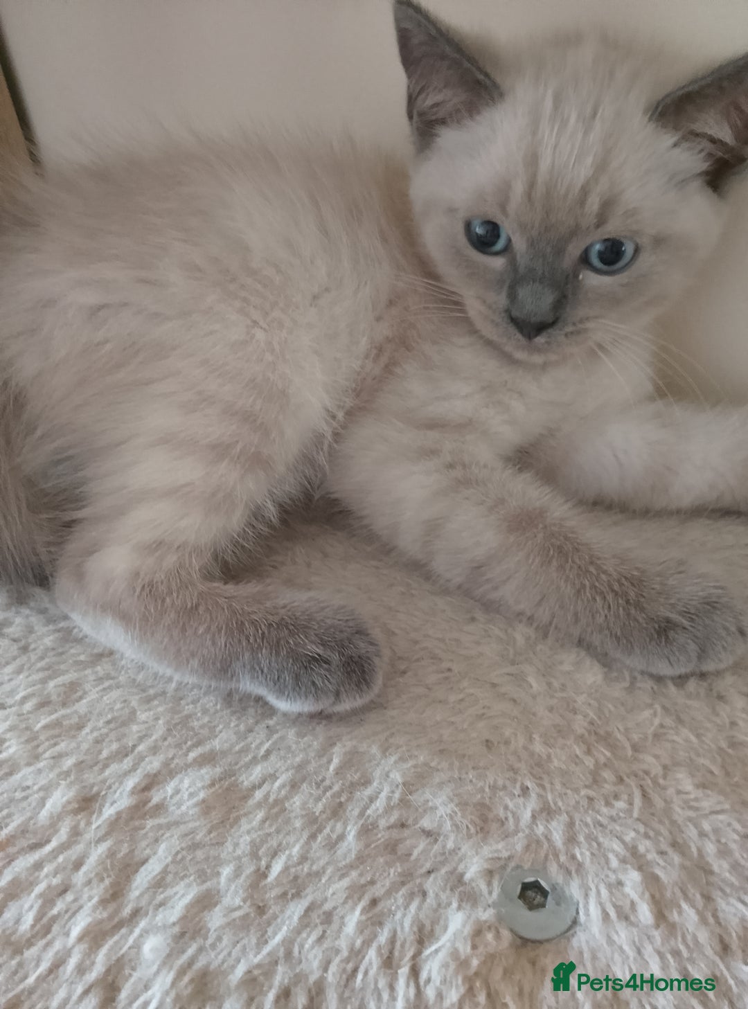 Ragdoll cats for sale: Ragdoll and BSH rare colour kittens (5 left) - Image 15