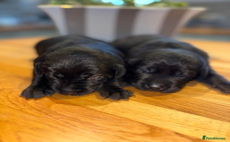 Labrador Retriever dogs - Advert 6