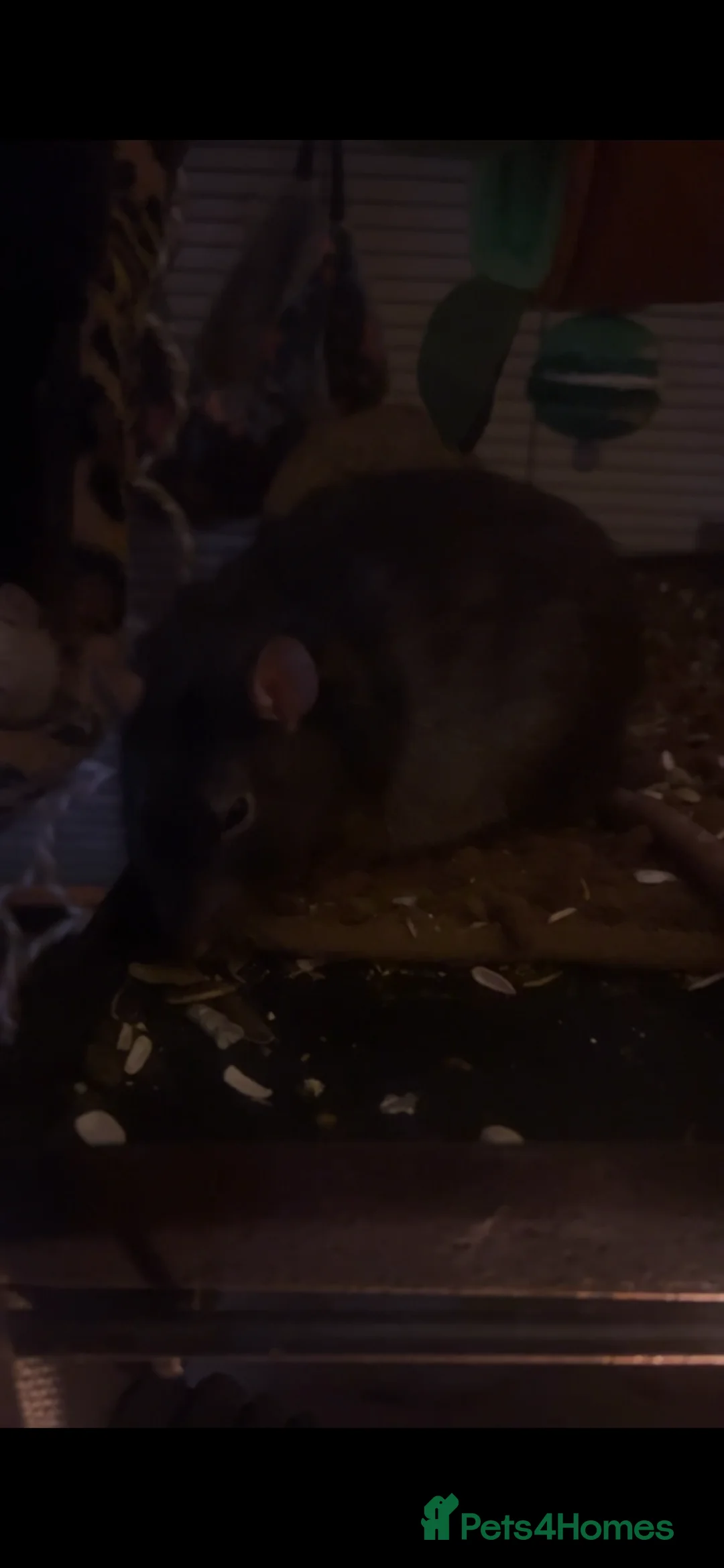 Rat rodents for sale: 3 male rats for sale in Peterlee - Advert 4