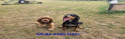 Mixed Breed dogs for sale: Beautiful Cockalier Puppies - Advert 2