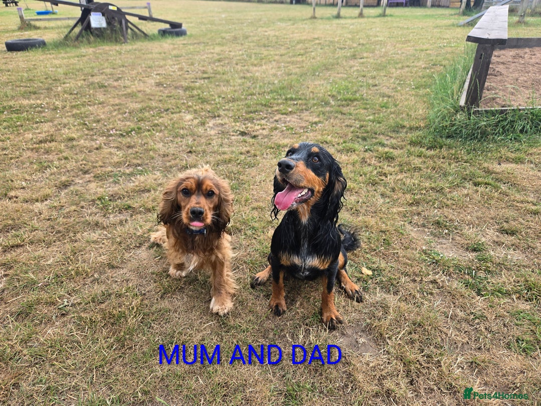 Mixed Breed dogs for sale: Beautiful Cockalier Puppies - Advert 2