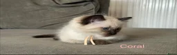Ragdoll cats for sale: Ragdoll Kittens, Ready Now - Advert 3