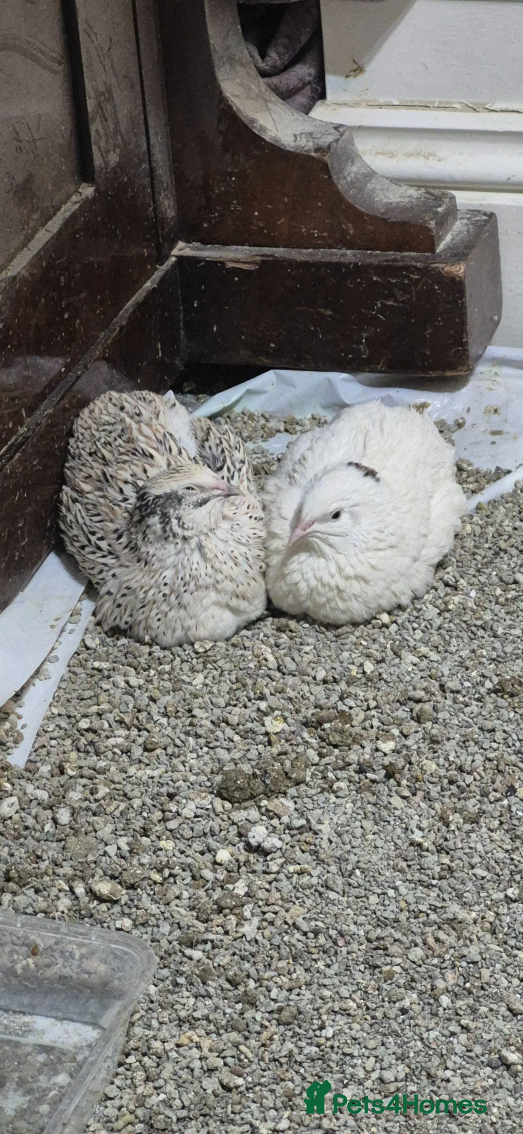 Quail poultry for sale: Quail  in London - Advert 1