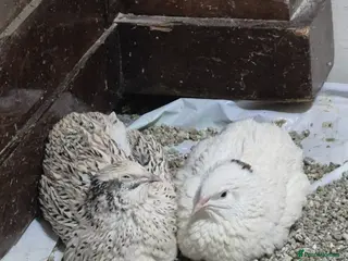 Quail poultry Quail - Advert 1