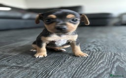 Jack Russell dogs for sale: Beautiful litter of Jack Russell pups - Image 17