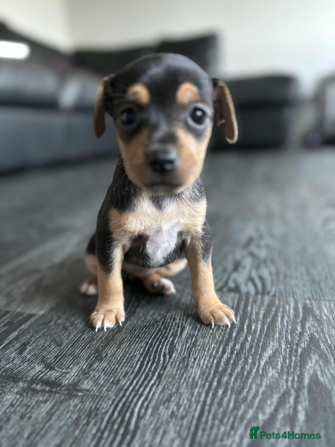Jack Russell dogs for sale: Beautiful litter of Jack Russell pups - Image 17