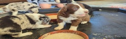 Border Collie dogs for sale: ISDS&KC REGISTERED BORDER COLLIE /MERLE PUPS  - Advert 8