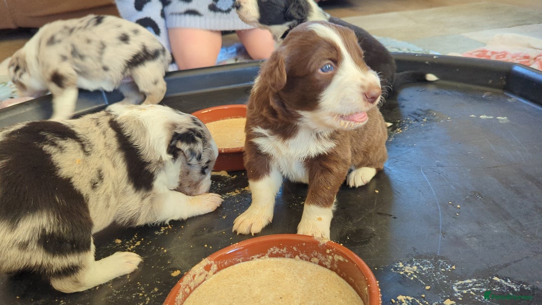 Border Collie dogs for sale: ISDS&KC REGISTERED BORDER COLLIE /MERLE PUPS  - Advert 8