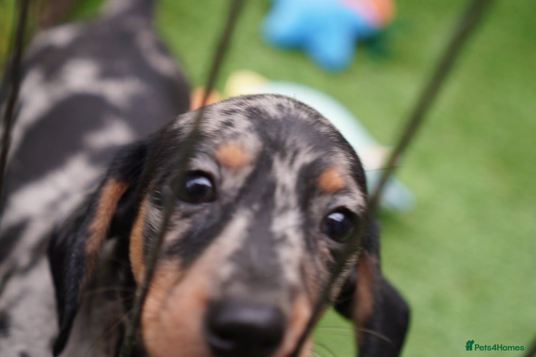 Miniature Dachshund dogs for sale: Miniature Dachshund Puppies - Image 9