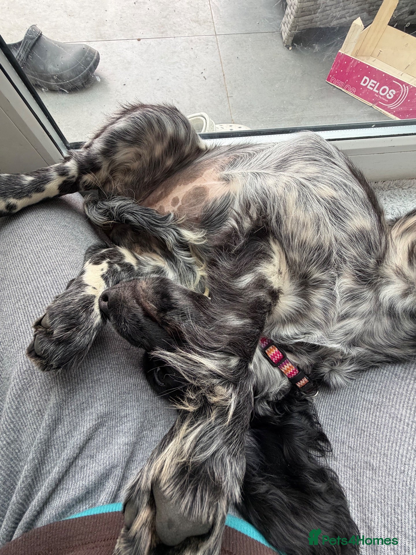 Cocker Spaniel dogs for sale: bella the cocker spaniel - Advert 5