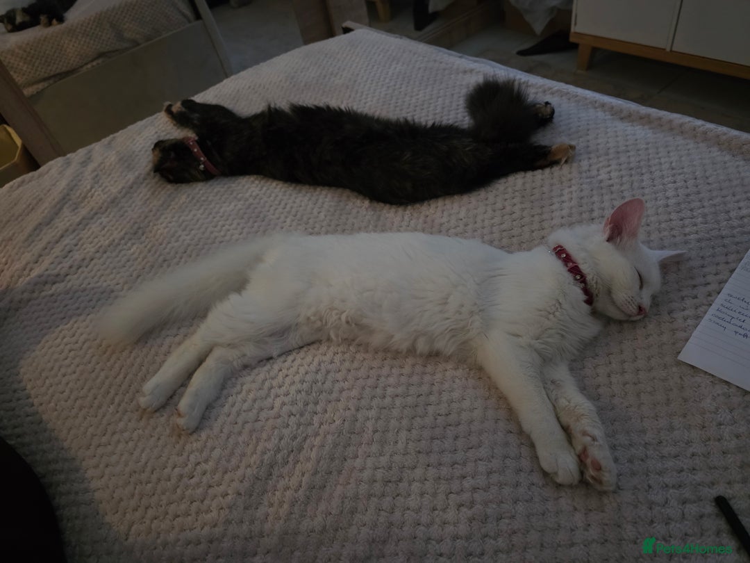 Mixed Breed cats for sale: Cats 4  - Advert 12