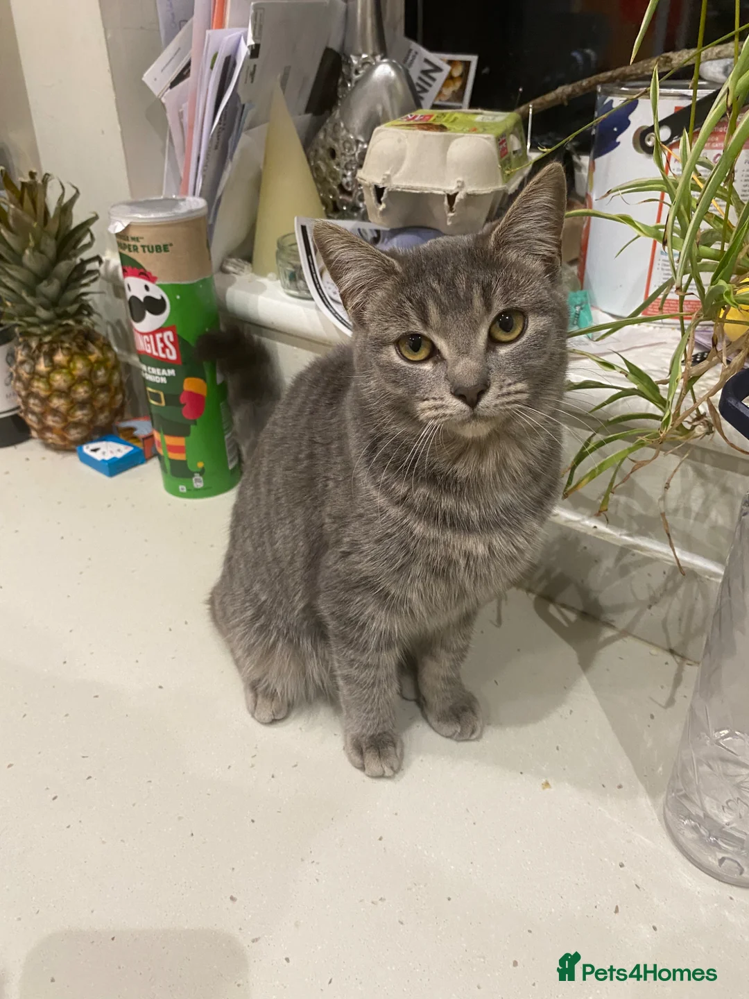 Mixed Breed cats for sale: Friendly female cat for rehoming in Bures - Advert 4