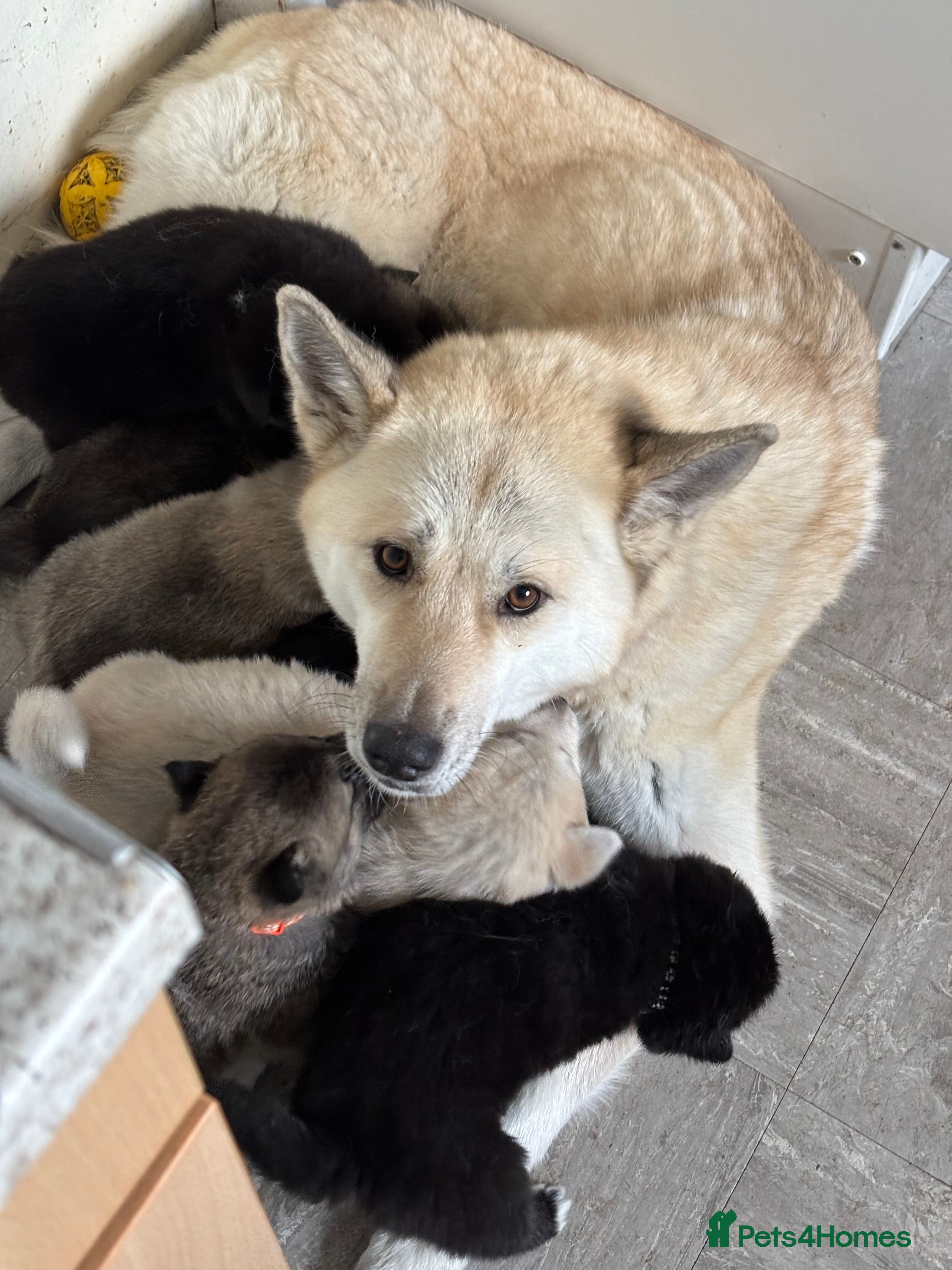 Huskita dogs Huskita puppies - Advert 13