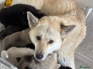 Huskita dogs Huskita puppies - Advert 1