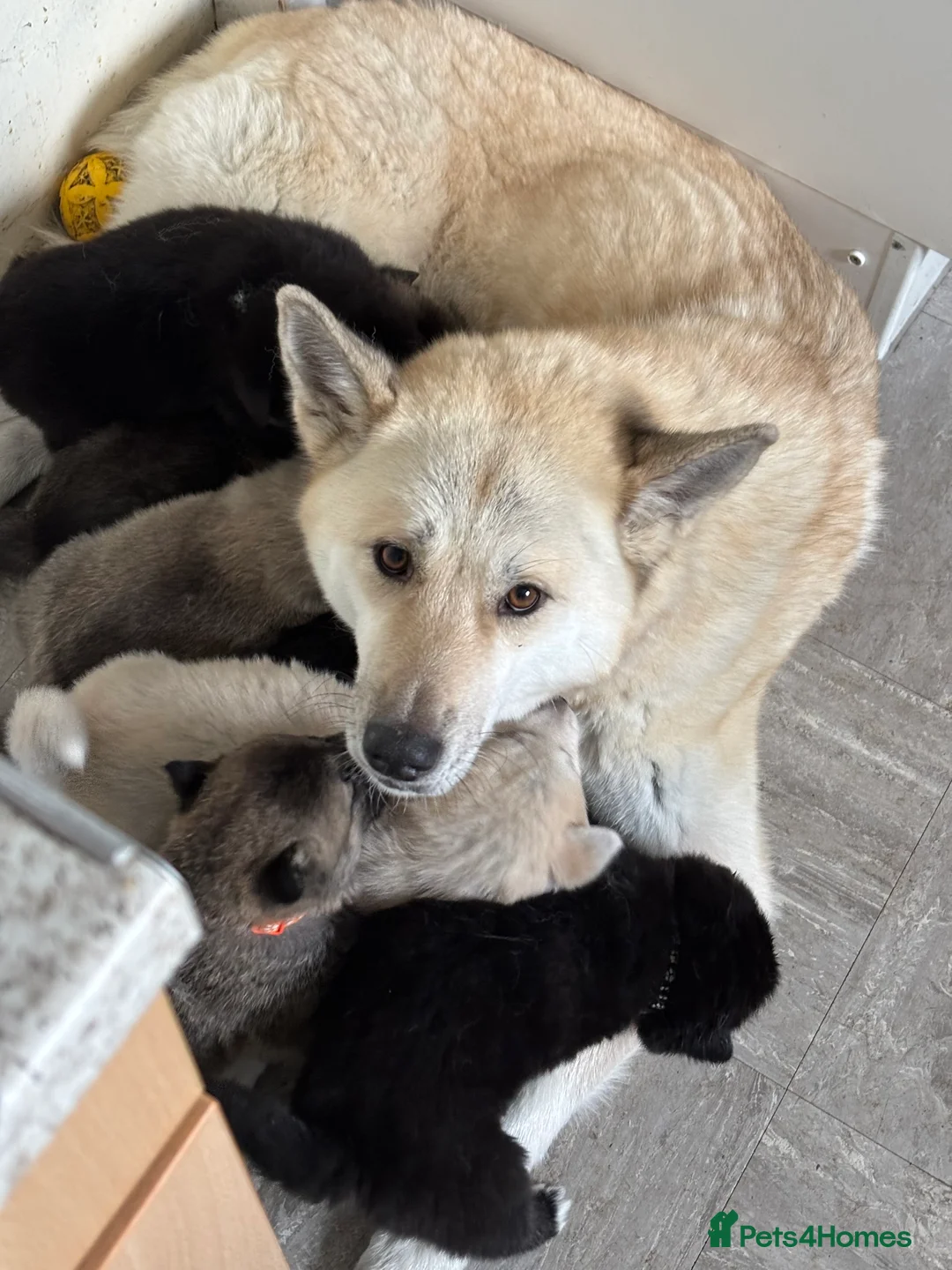 Huskita dogs for sale: Huskita puppies - Advert 1