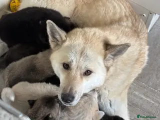 Huskita dogs Huskita puppies - Advert 1