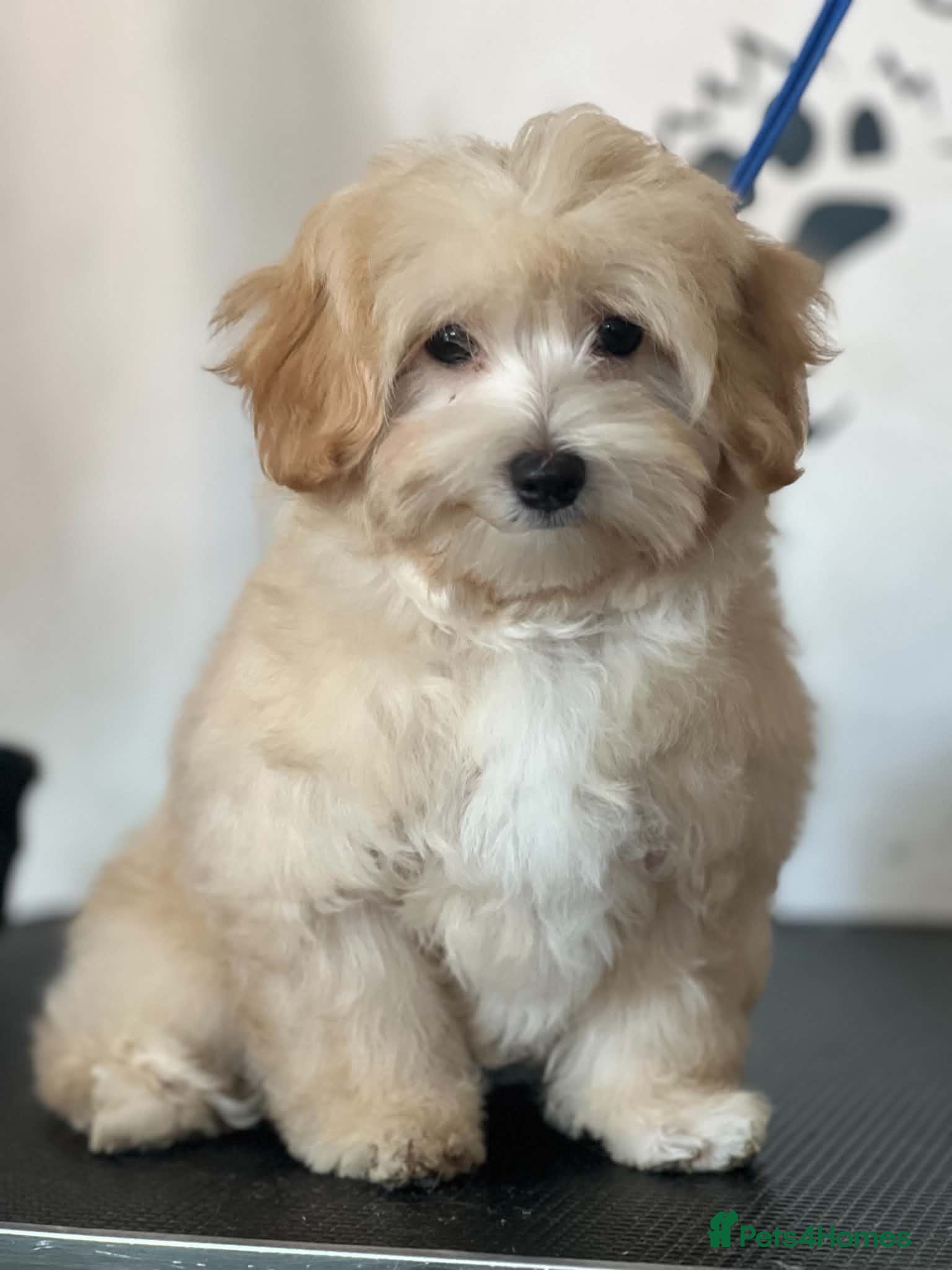 Maltipoo dogs Gorgeous Asian F1 small Maltipoos - Advert 1