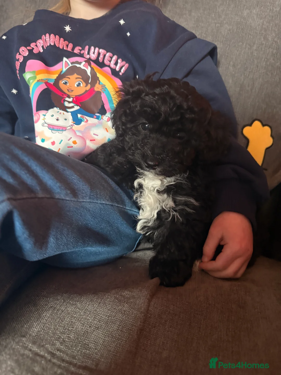 Shihpoo dogs for sale: Shihpoo - Advert 19