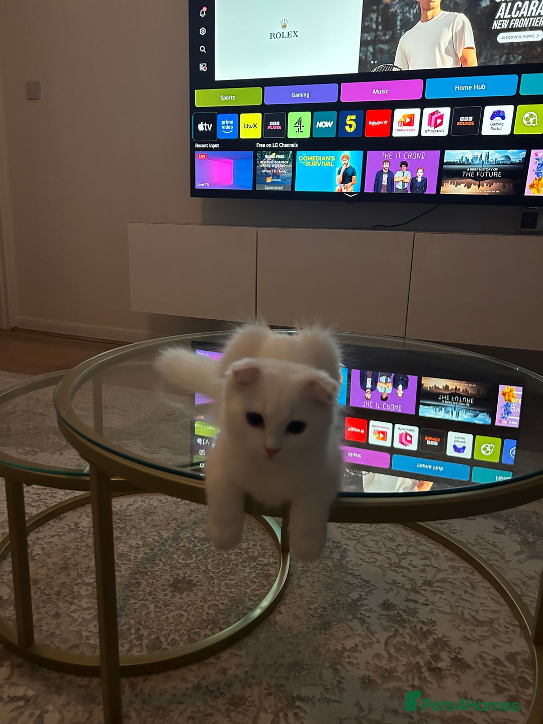 Scottish Fold cats for sale: Scottish Fold Long Hair White - Image 6