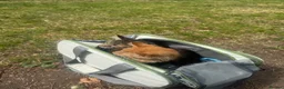 British Longhair cats for sale: Main Coon Mix Kittens for Sale - 6 months in Birmingham - Advert 10