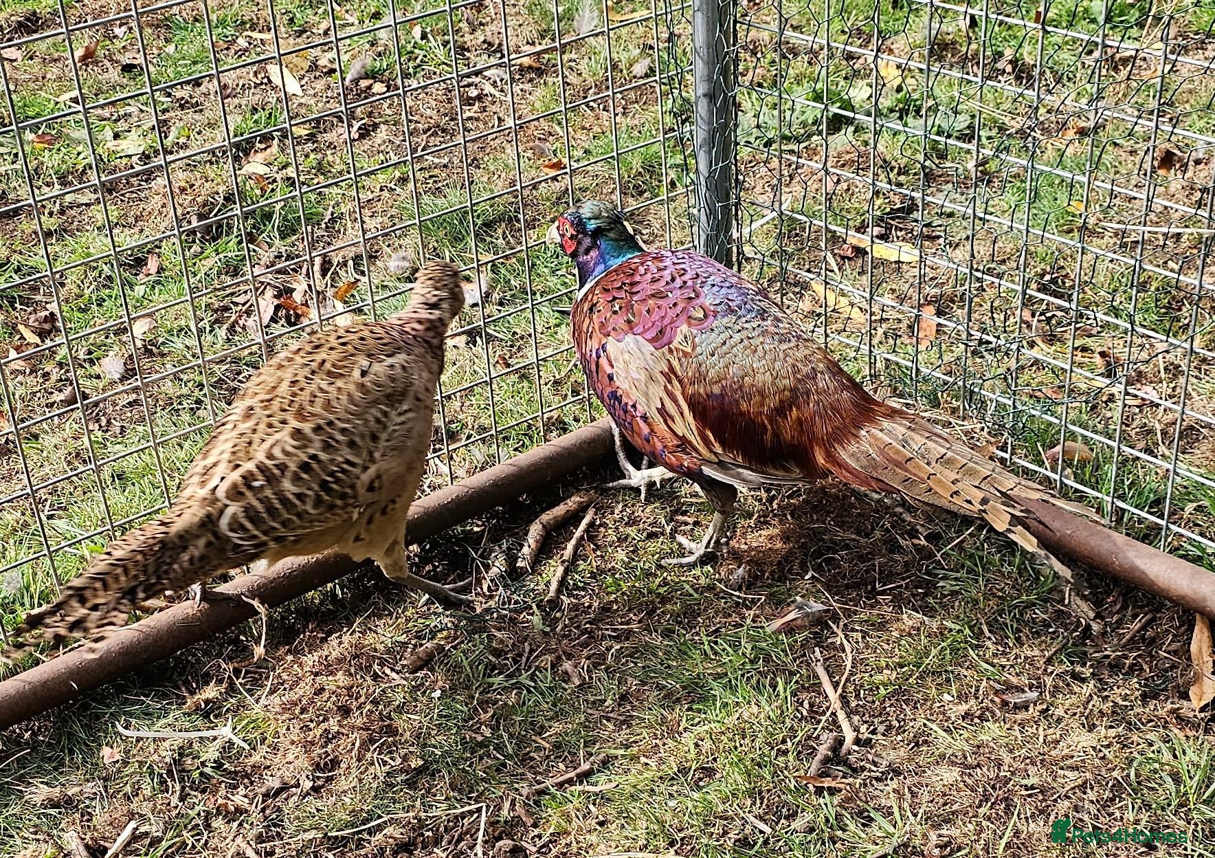 Pheasants poultry Ringneck Pheasants - Advert 18