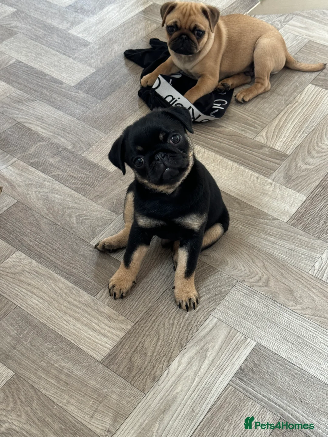 Pug dogs for stud: 🐶✨Quality Pug Stud Ready for the right match!✨🐶 - Advert 7