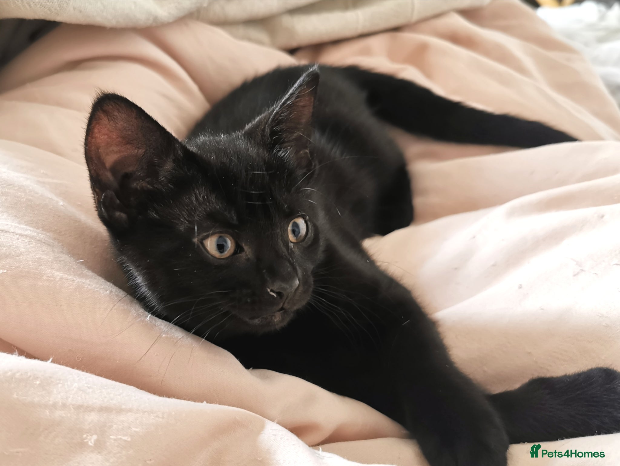 Mixed Breed cats for sale: Gorgeous, sweet natured & very playful kittens in London - Advert 20