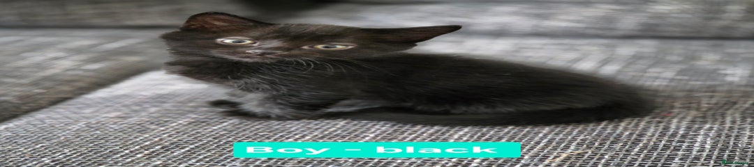 Siberian Kitten 2