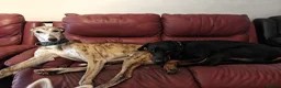 Dobermann dogs for sale: Stunning male dobermann  - Advert 8