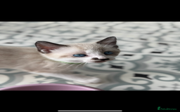 Mixed Breed cats for sale: Mixed breed rag doll - Image 7