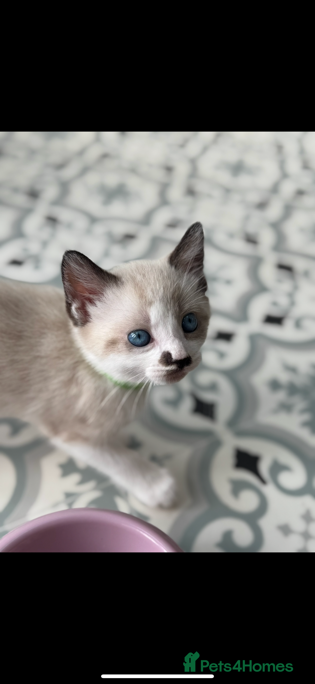 Mixed Breed cats for sale: Mixed breed rag doll - Image 7