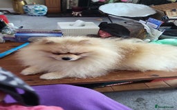 Pomeranian dogs for stud: Beautiful Cream Sable Stud - Teddy Face - Image 3