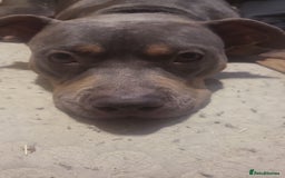 Mixed Breed dogs for sale: Staff cross  - Image 2