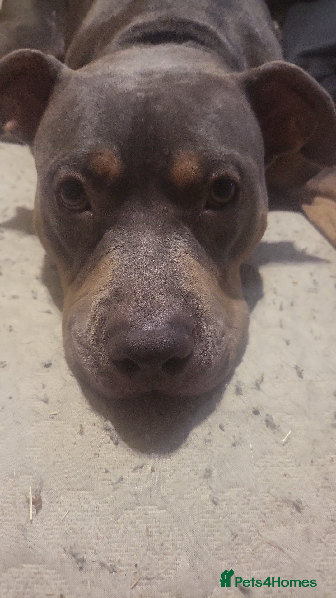 Mixed Breed dogs for sale: Staff cross  - Image 2