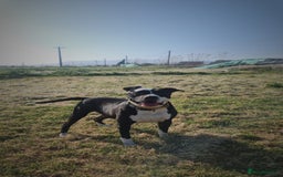 Mixed Breed dogs for adoption: ❤️ HERA the dog with a beautiful heart ❤️ - Image 22