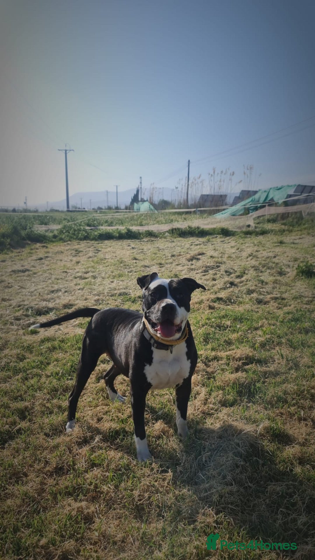 Mixed Breed dogs for adoption: ❤️ HERA the dog with a beautiful heart ❤️ - Image 22