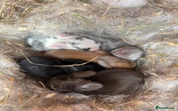 Mini Lop rabbits for sale: Mini lop bunnies  - Image 2