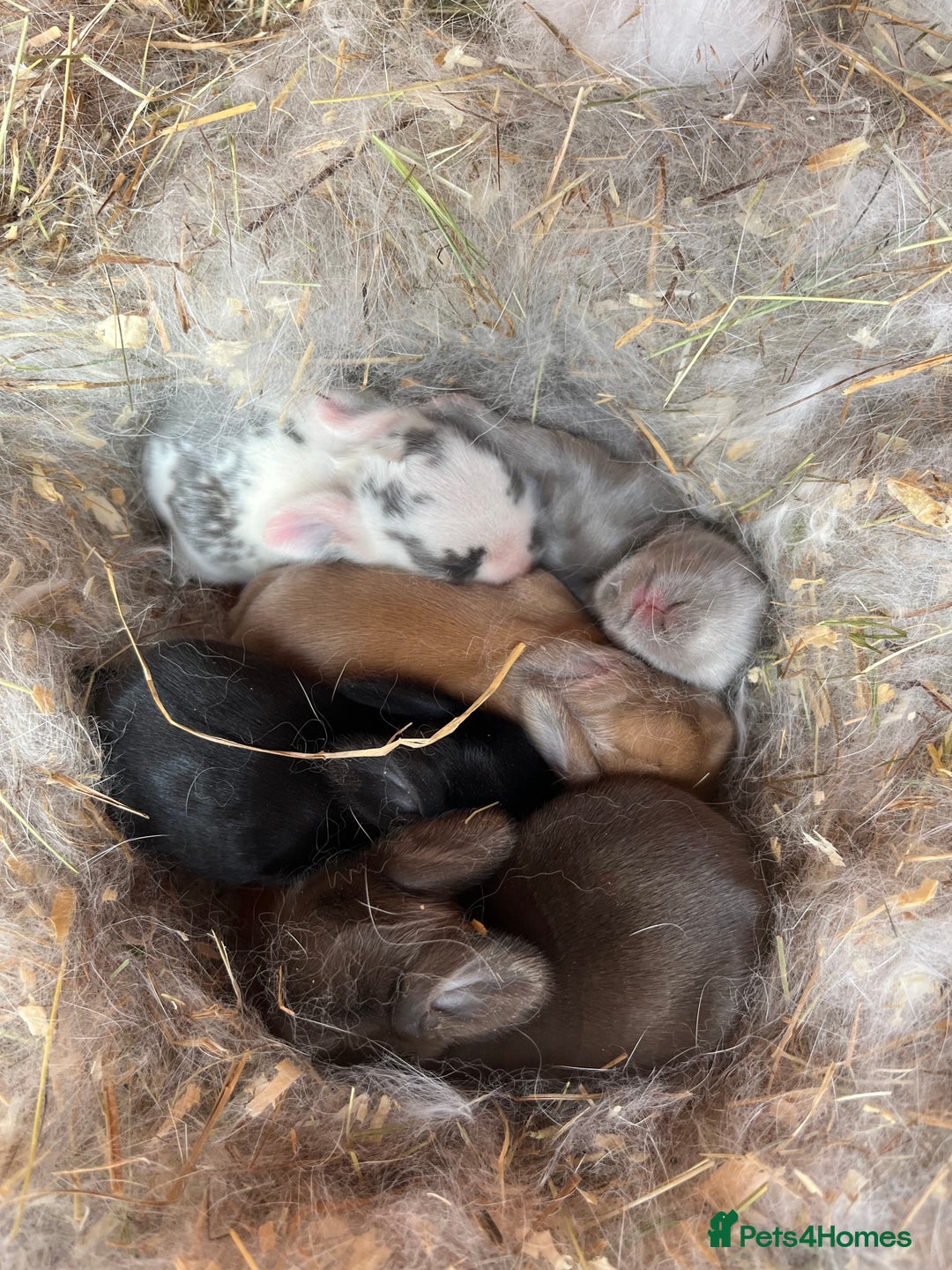Mini Lop rabbits for sale: Mini lop bunnies  - Image 2