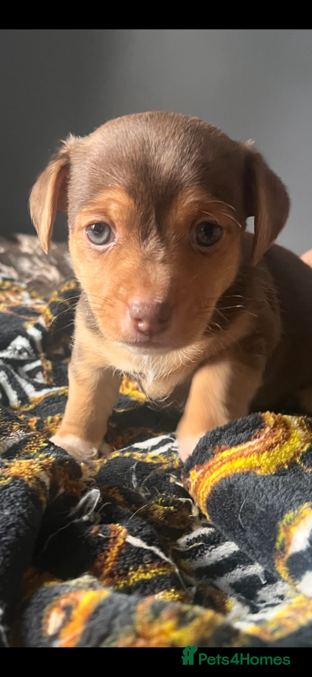 Jack Russell dogs for sale: Wenlock Jack Russell puppies  - Image 2