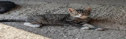 Mixed Breed cats for sale: Shorthaired Kittens, ready for collection, - Advert 4