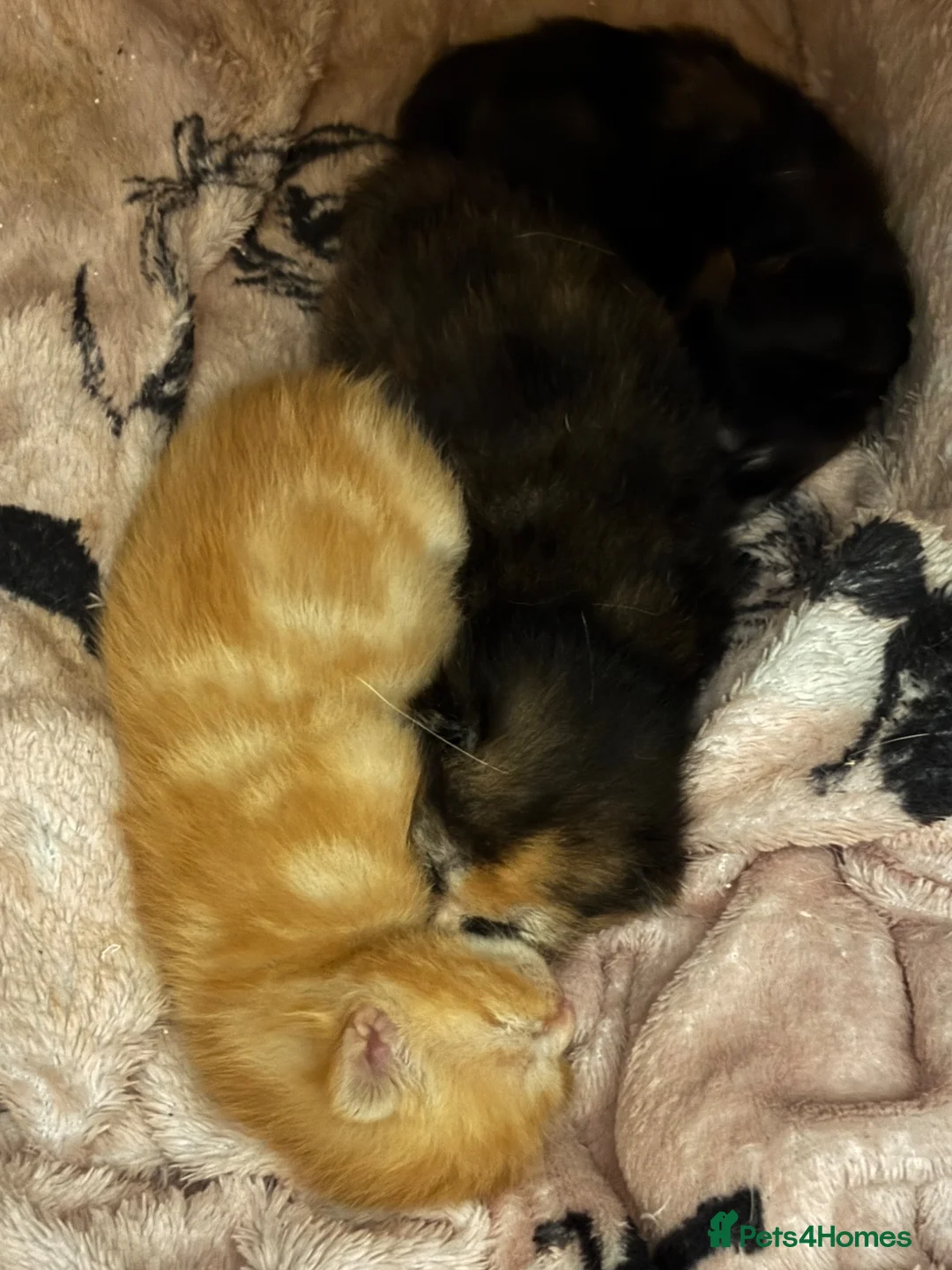 Mixed Breed cats for sale: Ragdoll cross Kittens  - Advert 6
