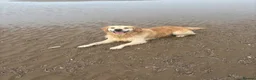 Golden Retriever dogs for stud: Extremely handsome boy in Southport - Advert 14
