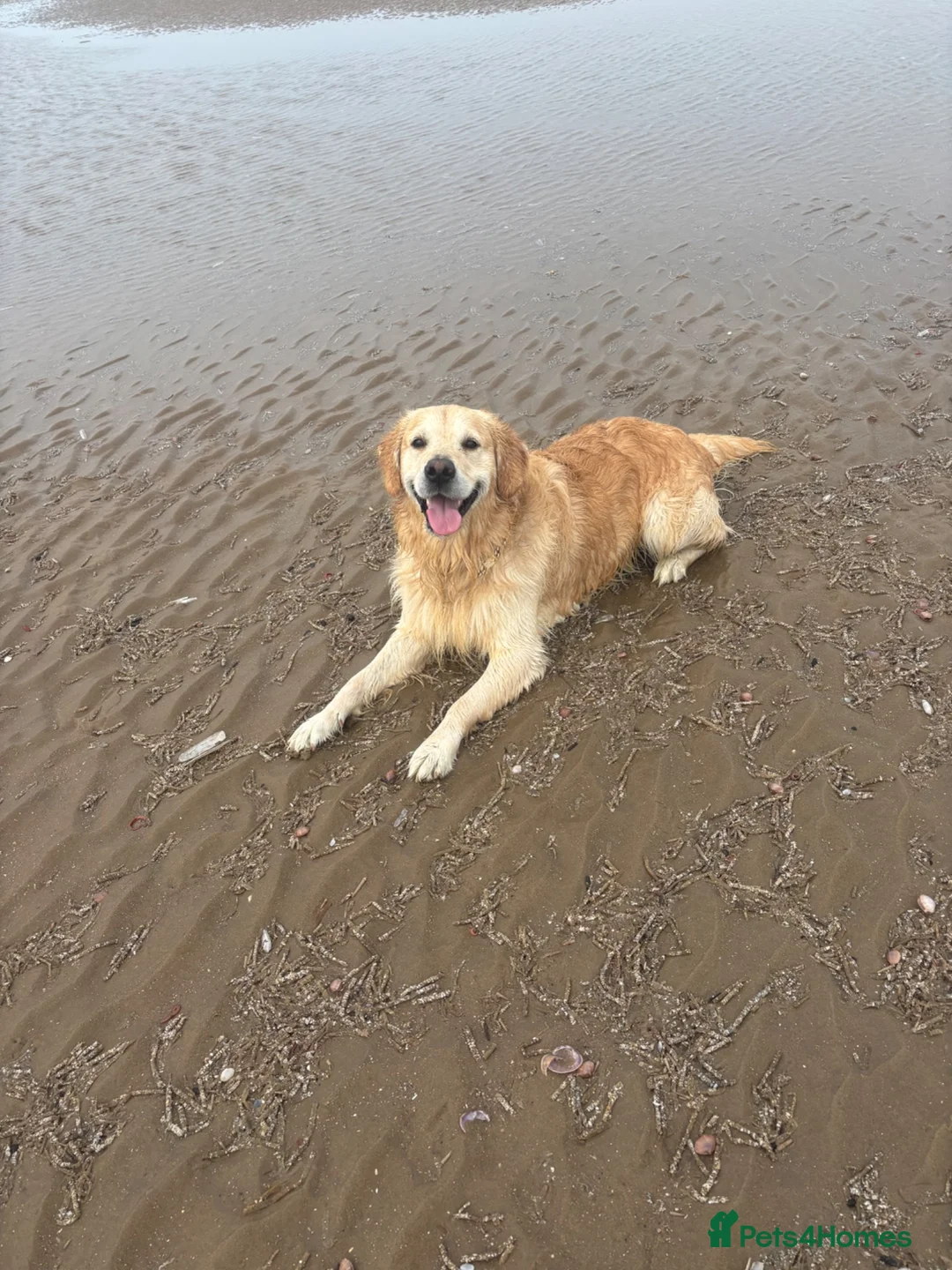 Golden Retriever dogs for stud: Extremely handsome boy - Advert 1