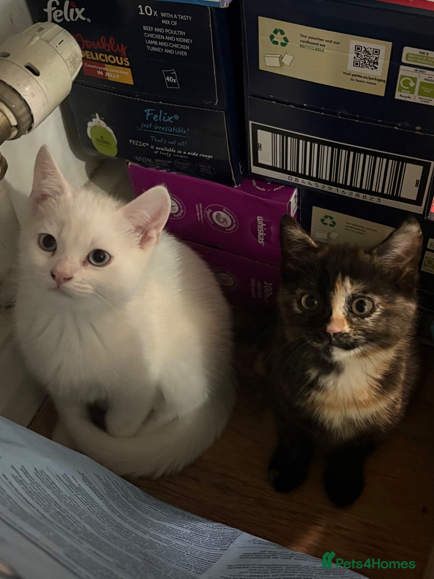 Mixed Breed cats Two little girls - Advert 5