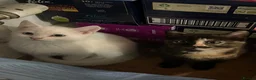 Mixed Breed cats for sale: Two little girls - Advert 1