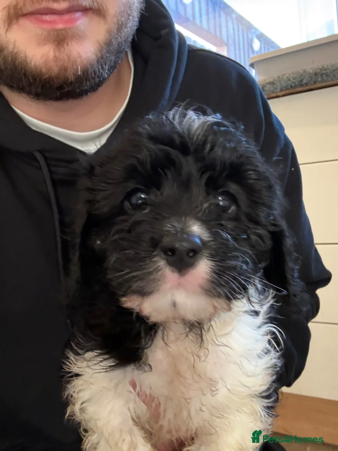 Cavapoo dogs for sale: Cavapoo puppies in Warrington - Advert 1