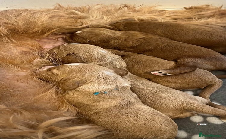 Cockapoo dogs - Advert 1