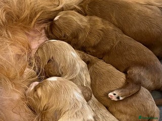 Cockapoo dogs - Advert 31