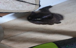 Maine Coon cats for sale: Maine coons  - Image 3